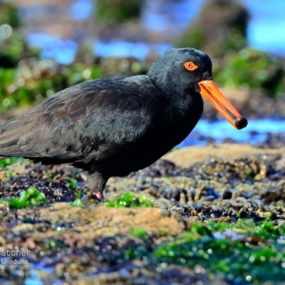 Haematopus fuliginosus (Sooty Oystercatcher) at South Pacific Heathland Reserve - 30 Jul 2015 by Charles Dove