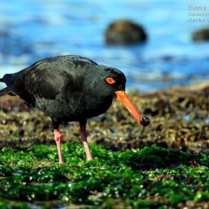 Haematopus fuliginosus at South Pacific Heathland Reserve - 31 Jul 2015