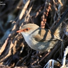 Malurus cyaneus (Superb Fairywren) at South Pacific Heathland Reserve - 31 Jul 2015 by CharlesDove