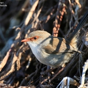 Malurus cyaneus at South Pacific Heathland Reserve - 31 Jul 2015