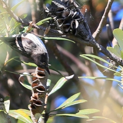 Daphoenositta chrysoptera (Varied Sittella) at Conjola Bushcare - 28 Jul 2015 by Charles Dove