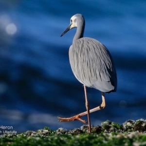 Egretta novaehollandiae at South Pacific Heathland Reserve - 30 Jul 2015