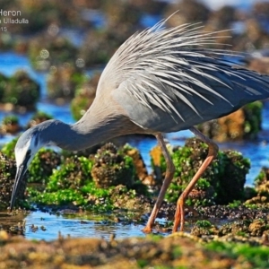 Egretta novaehollandiae at South Pacific Heathland Reserve - 30 Jul 2015