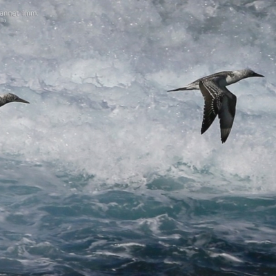 Morus serrator (Australasian Gannet) at Ulladulla, NSW - 25 Apr 2015 by CharlesDove