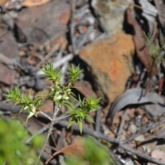 Melichrus urceolatus (Urn Heath) at Wamboin, NSW - 10 Mar 2018 by natureguy