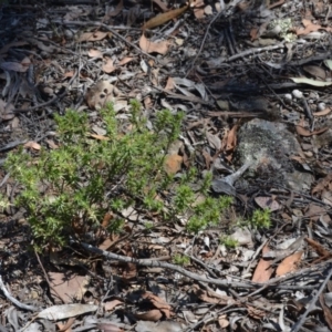 Melichrus urceolatus at Wamboin, NSW - 10 Mar 2018