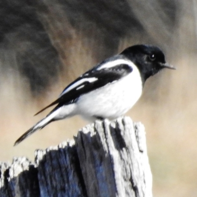 Melanodryas cucullata (Hooded Robin) at Googong Foreshore - 17 Jul 2018 by JohnBundock