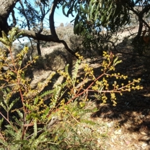 Acacia terminalis at Wanniassa Hill - 17 Jul 2018 12:21 PM