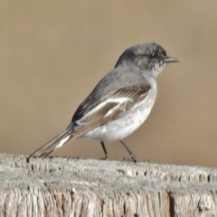 Melanodryas cucullata cucullata (Hooded Robin) at Googong Foreshore - 17 Jul 2018 by JohnBundock