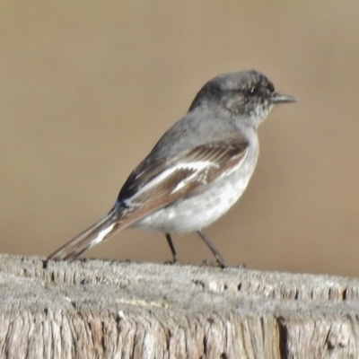 Melanodryas cucullata (Hooded Robin) at Burra, NSW - 17 Jul 2018 by JohnBundock