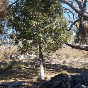 Brachychiton populneus subsp. populneus at Wanniassa Hill - 17 Jul 2018