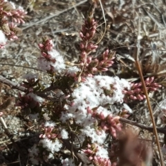 Leucopogon attenuatus (Small-leaved Beard Heath) at Wanniassa Hill - 17 Jul 2018 by Mike