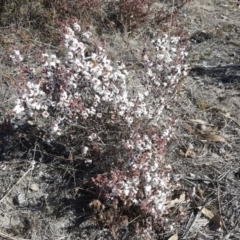 Styphelia attenuata at Wanniassa Hill - 17 Jul 2018 12:03 PM