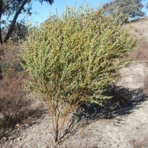 Acacia cultriformis at Wanniassa Hill - 17 Jul 2018