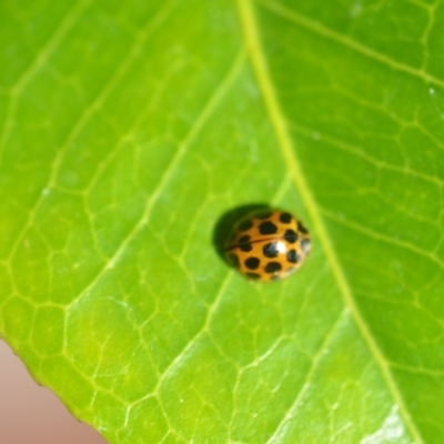 Harmonia conformis (Common Spotted Ladybird) at Wamboin, NSW - 29 Mar 2018 by natureguy