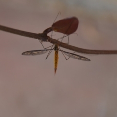 Ptilogyna sp. (genus) (A crane fly) at QPRC LGA - 31 Mar 2018 by natureguy