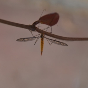 Ptilogyna sp. (genus) at Wamboin, NSW - 31 Mar 2018 11:40 AM