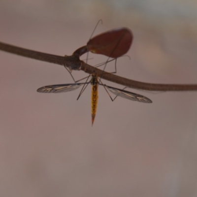 Ptilogyna sp. (genus) (A crane fly) at Wamboin, NSW - 31 Mar 2018 by natureguy