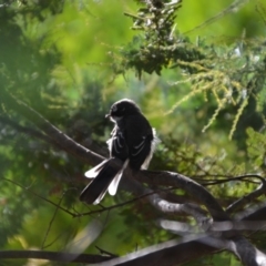 Rhipidura albiscapa (Grey Fantail) at QPRC LGA - 31 Mar 2018 by natureguy