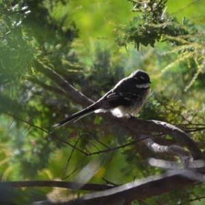 Rhipidura albiscapa at Wamboin, NSW - 31 Mar 2018