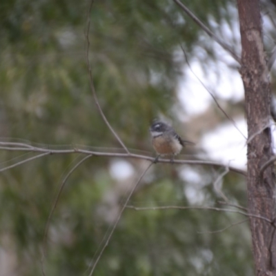 Rhipidura albiscapa (Grey Fantail) at Wamboin, NSW - 9 Feb 2018 by natureguy