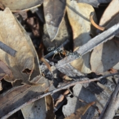 Myrmecia sp., pilosula-group at Wamboin, NSW - 31 Mar 2018 12:49 PM