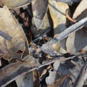 Myrmecia sp., pilosula-group at Wamboin, NSW - 31 Mar 2018 12:49 PM