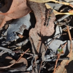 Myrmecia sp., pilosula-group at Wamboin, NSW - 31 Mar 2018