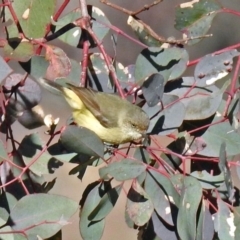 Acanthiza reguloides (Buff-rumped Thornbill) at Googong Foreshore - 17 Jul 2018 by RodDeb