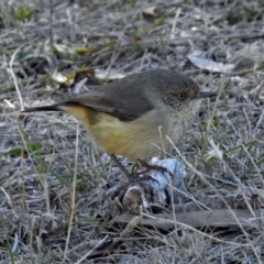 Acanthiza reguloides (Buff-rumped Thornbill) at Googong, NSW - 17 Jul 2018 by RodDeb