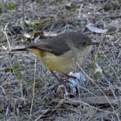 Acanthiza reguloides (Buff-rumped Thornbill) at Googong Reservoir - 17 Jul 2018 by RodDeb