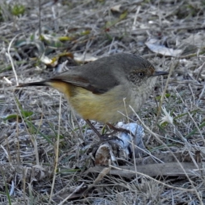 Acanthiza reguloides (Buff-rumped Thornbill) at Googong, NSW - 17 Jul 2018 by RodDeb