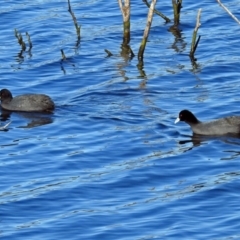 Fulica atra (Eurasian Coot) at Googong Reservoir - 17 Jul 2018 by RodDeb