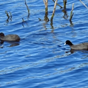 Fulica atra at Googong Foreshore - 17 Jul 2018 12:44 PM