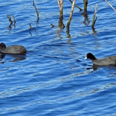 Fulica atra (Eurasian Coot) at QPRC LGA - 17 Jul 2018 by RodDeb