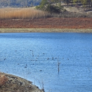 Fulica atra at Googong Foreshore - 17 Jul 2018