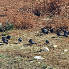 Fulica atra at Googong Foreshore - 17 Jul 2018 12:44 PM