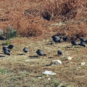 Fulica atra at Googong Foreshore - 17 Jul 2018 12:44 PM