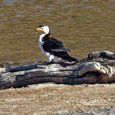 Microcarbo melanoleucos (Little Pied Cormorant) at Googong Reservoir - 17 Jul 2018 by RodDeb