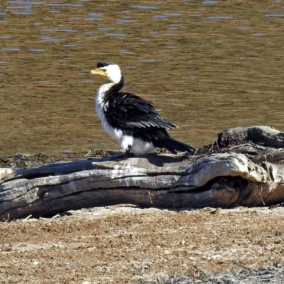 Microcarbo melanoleucos (Little Pied Cormorant) at Googong Foreshore - 17 Jul 2018 by RodDeb