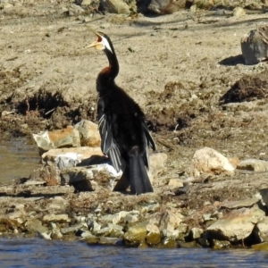 Anhinga novaehollandiae at Googong, NSW - 17 Jul 2018