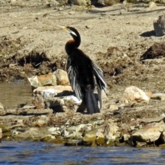 Anhinga novaehollandiae at Googong, NSW - 17 Jul 2018 12:40 PM