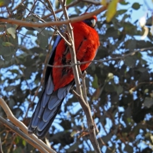 Platycercus elegans at Googong Foreshore - 17 Jul 2018 01:11 PM