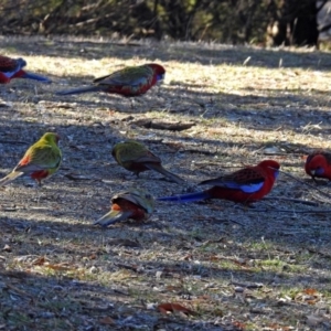 Platycercus elegans at Googong Foreshore - 17 Jul 2018