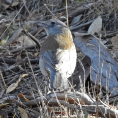 Colluricincla harmonica (Grey Shrikethrush) at Googong Foreshore - 17 Jul 2018 by RodDeb