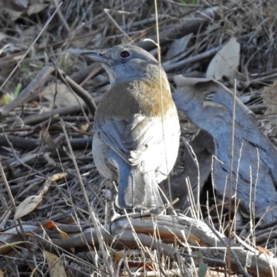 Colluricincla harmonica (Grey Shrikethrush) at Googong, NSW - 17 Jul 2018 by RodDeb