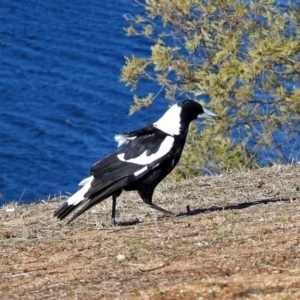 Gymnorhina tibicen at Googong Foreshore - 17 Jul 2018 01:39 PM