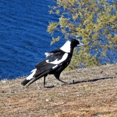 Gymnorhina tibicen (Australian Magpie) at Googong Foreshore - 17 Jul 2018 by RodDeb