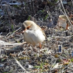 Malurus cyaneus (Superb Fairywren) at Googong Foreshore - 17 Jul 2018 by RodDeb