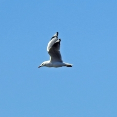 Chroicocephalus novaehollandiae (Silver Gull) at Googong Reservoir - 17 Jul 2018 by RodDeb